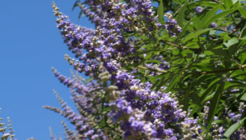 聖潔莓功效全解析｜天然黃體素可以調節生理週期月月順暢？